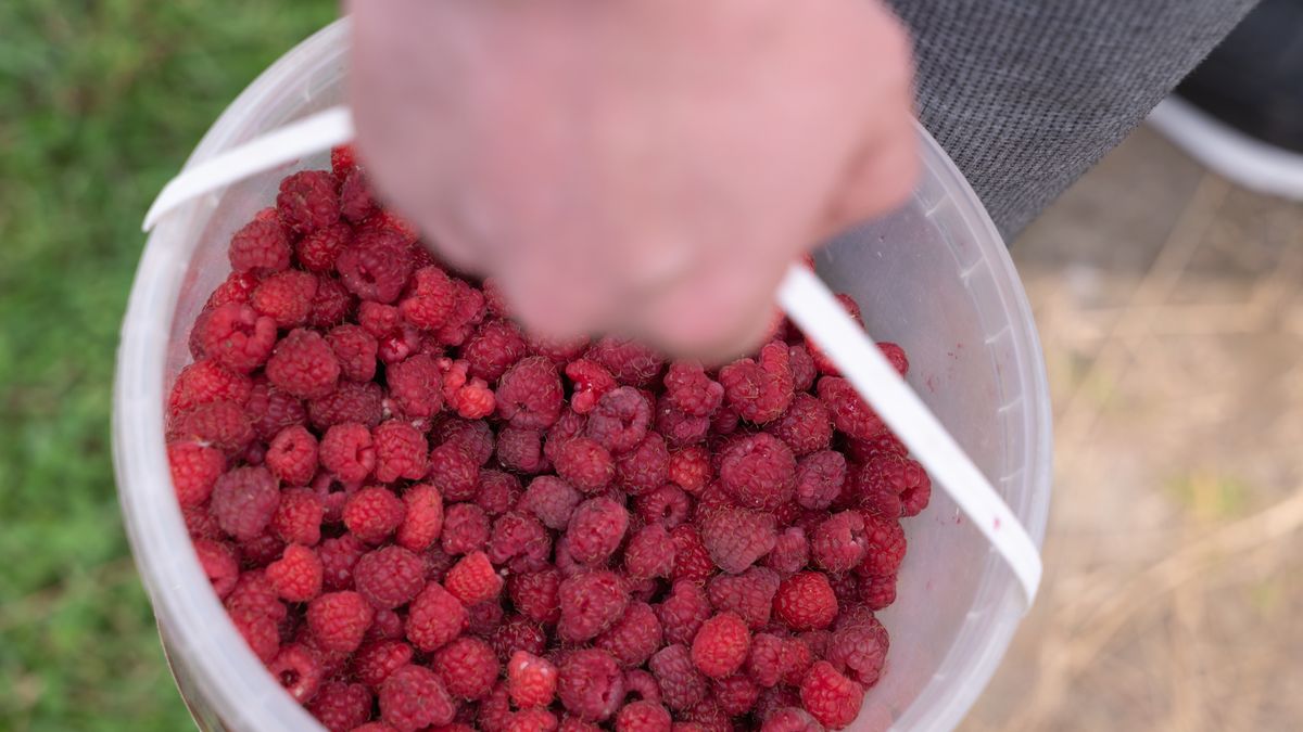 A Hand that is Holding a Bucket Completely Full of Deliciously Fresh Raspberries
This image showcases a closeup view of a hand gripping a bucket that is overflowing with ripe, juicy raspberries
LERA.MB
raspberries, berries, fruit, fresh, ripe, hand, bucket, freshness, harvesting, harvest, picking, picnic, juicy, harvested, homegrown, food, colorful, picked, tasty, vineyard, sweet, farmers, outdoors, overflowing, cooking, snack, garden, recipe, summer, growing, diet, organic, ingredient, agriculture, farm, seasonal, nutritious, red, produce, wild, scenery, deli, health, natural, nature, field, sustainable, vitamin, local, eco, raspberries, berries, fruit, fresh, ripe, hand, bucket, freshness, harvesting, harvest, picking, picnic, juicy, harvested, homegrown, food, colorful, picked, tasty, vineyard, sweet, farmers, outdoors, overflowing, cooking, snack, garden, recipe, summer, growing, diet, organic, ingredient, agriculture, farm, seasonal, nutritious, red, produce, wild, scenery, deli, health, natural, nature, field, sustainable, vitamin, local