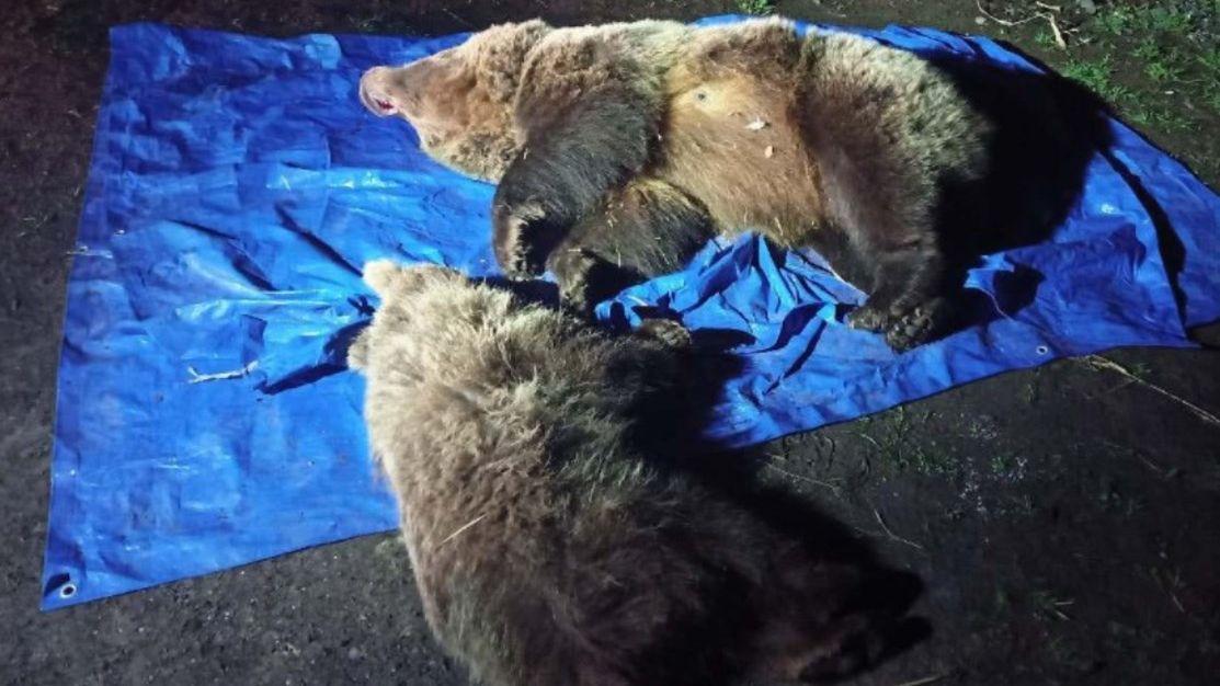 Zastrzelono dwa niedźwiedzie w Tatrach