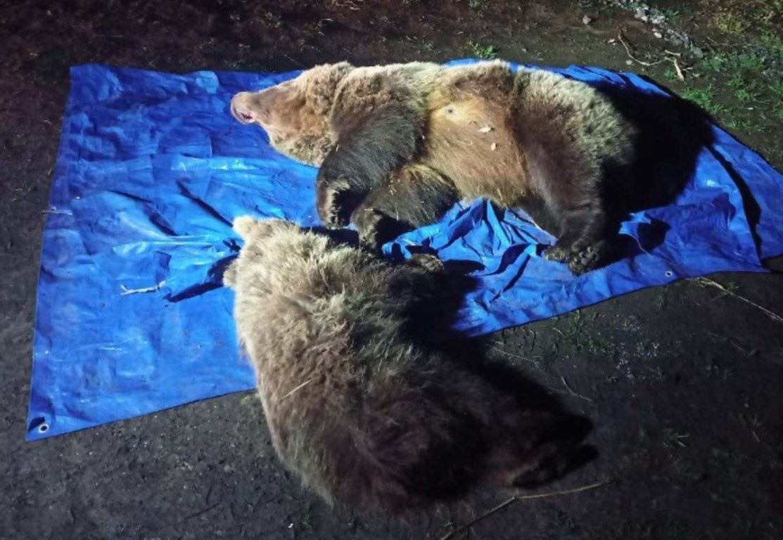 Przykry widok w Tatrach. Zastrzelono dwa niedźwiedzie