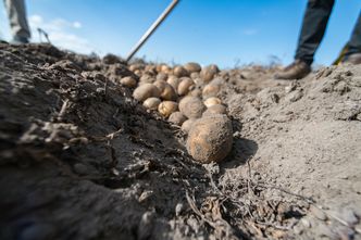 150 ton ziemniaków zniknęło z pola. Plotka, kosztowała 60 tys. zł
