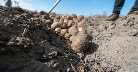 150 ton ziemniaków zniknęło z pola. Plotka, kosztowała 60 tys. zł