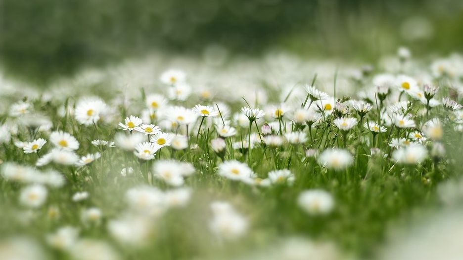 Czym można zastąpić trawnik? Stokrotkami!