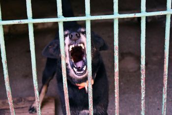 Weto ustawy łańcuchowej. Co dalej z zakazem trzymania psów na uwięzi?