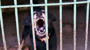 Weto ustawy łańcuchowej. Co dalej z zakazem trzymania psów na uwięzi?