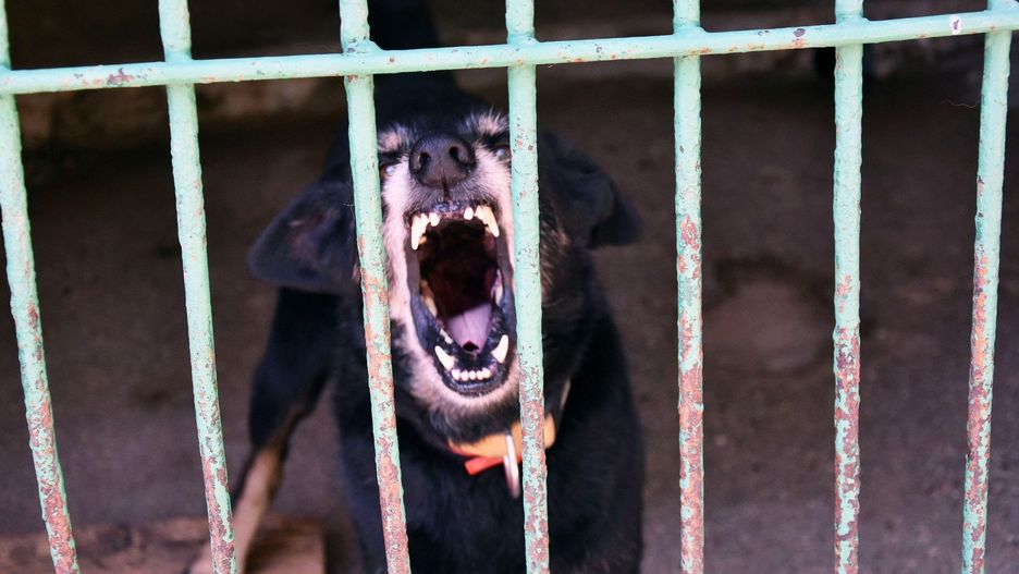 Organizacje prozwierzęce podkreślają, że &#34;ustawa łańcuchowa&#34; to szansa na ostateczne zerwanie z wieloletnią praktyką trzymania psów &#34;przy budzie&#34; i uczynienie ich warunków życia bardziej humanitarnymi.