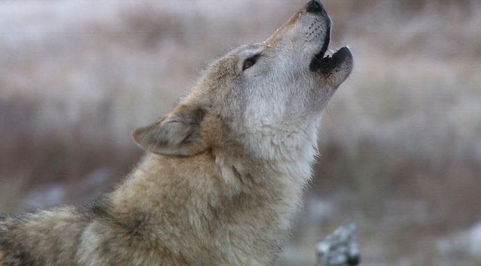 Wilki z Yellowstone: dziedzictwo