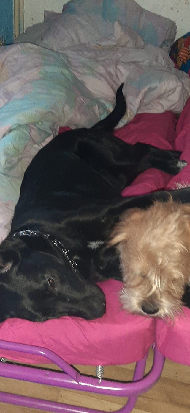 Dzień Kundelka na Pudelku