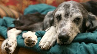 1500 zł wsparcia od miasta na adopcję psa seniora z suwalskiego schroniska