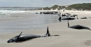 90 delfinów wyrzuconych na brzeg. Będą poddane eutanazji