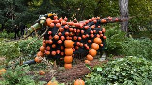 Wrocław: Pomarańczowy zawrót głowy w Ogrodzie Botanicznym. Dynie opanowały Wrocław!