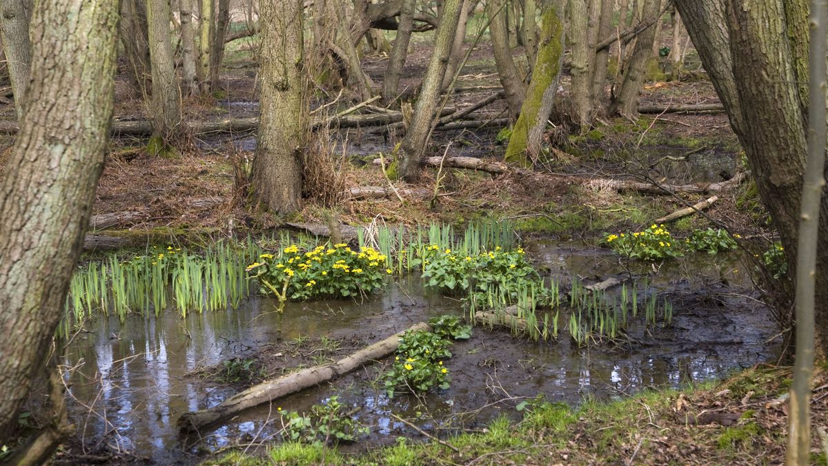 Co czwarty rodzimy gatunek roślin w Wielkiej Brytanii zagrożony 