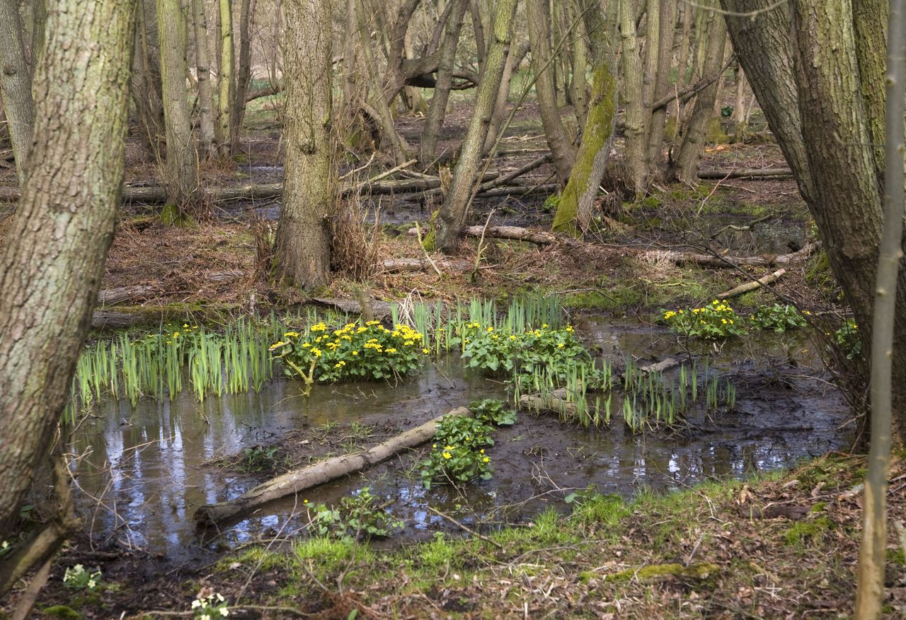 Co czwarta roślina w Wielkiej Brytanii. Jest nowa czerwona lista