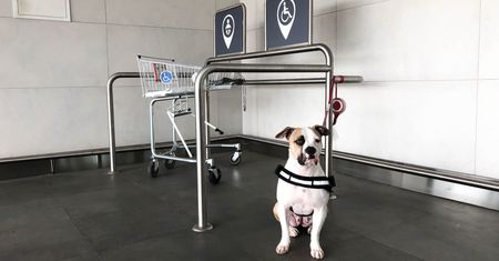 Zostawiasz psa przed sklepem? To może skończyć się bardzo źle