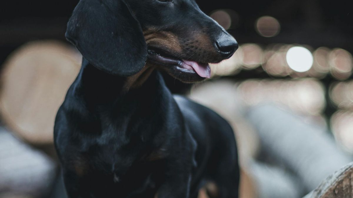 Po ponad roku udało się odnaleźć zaginionego jamnika  