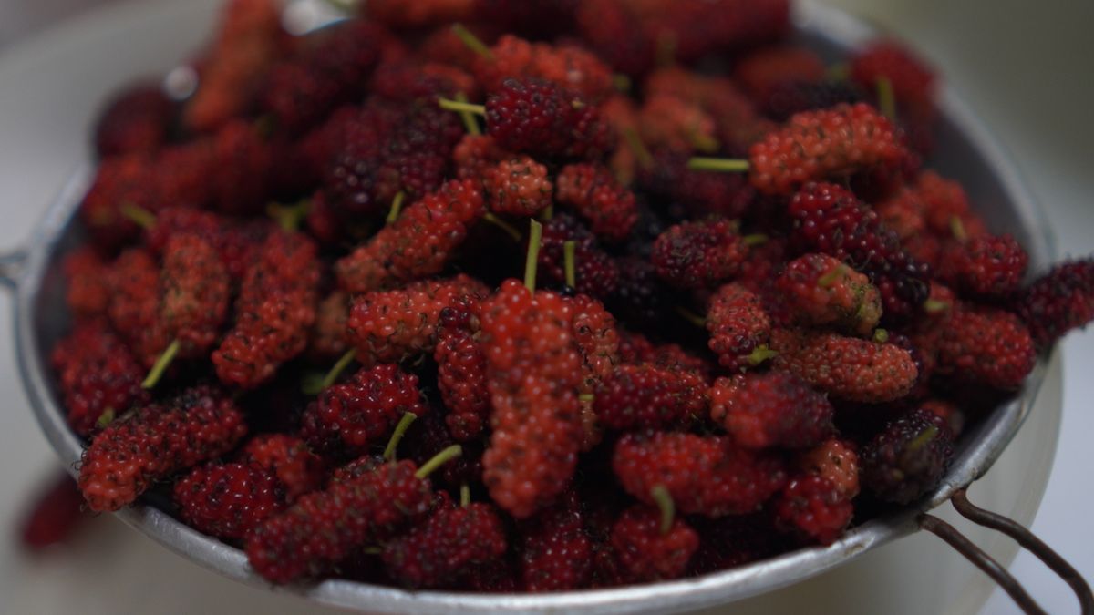 Mulberry fruit blooming in garden nature background
Mulberry fruit blooming in garden nature background
Penpak Ngamsathain
health