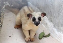 Wrocław. Niezwykłe narodziny w zoo. Ratują zagrożony gatunek