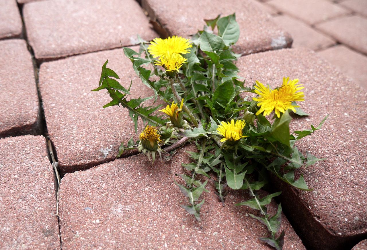 Effective natural weed control: Simplicity, safety, success