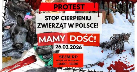Protest "STOP cierpieniu zwierząt". Rusza Marsz Wyzwolenia Zwierząt w Polsce