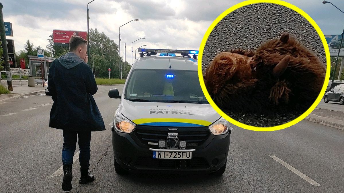 "Laguna" znaleziono na środku jezdni w Warszawie