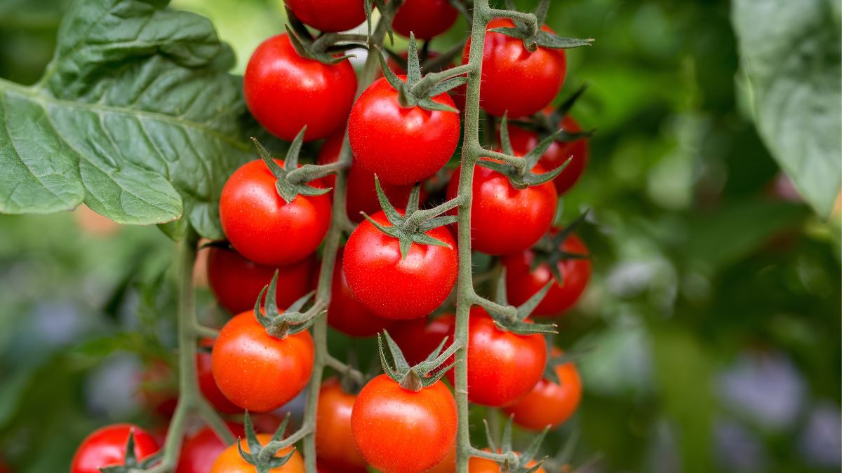 Uprawa pomidorów.