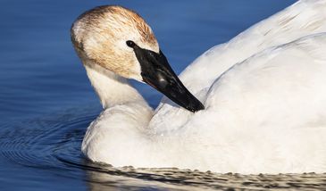 Sopot w obliczu zagrożenia. W mieście pojawiła się ptasia grypa