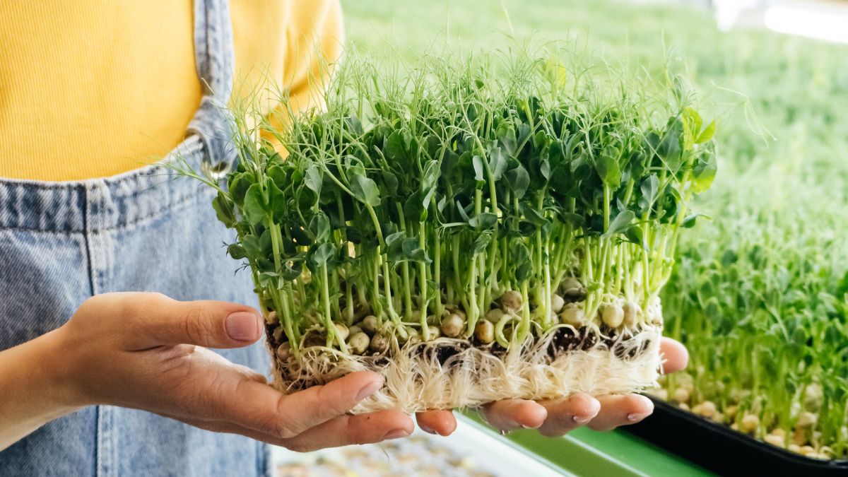 Pędy groszku - dlaczego warto je jeść?