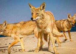 BBC Earth Potęga ssaków