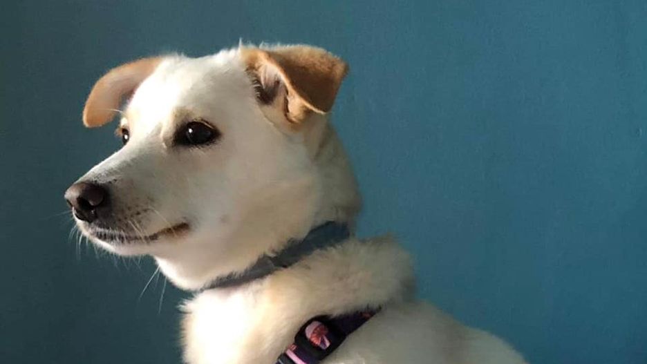 Warszawa. Schronisko Na Paluchu "od kuchni". Jest wirtualna wycieczka