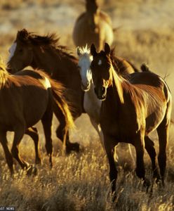 Pół tysiąca martwych koni. Szokujące odkrycie w Australii