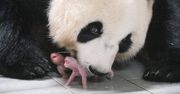 Panda wielka urodziła bliźniaki. Na zdjęciach wyglądają przeuroczo