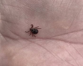 "Wystarczyła odrobina słońca". Pojawiły się w lasach