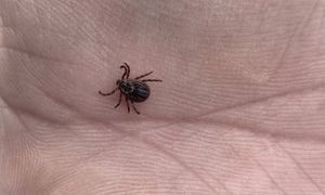 "Wystarczyła odrobina słońca". Pojawiły się w lasach