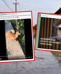 Rosjanie doprowadzili do katastrofy. Zginęły niemal wszystkie zwierzęta