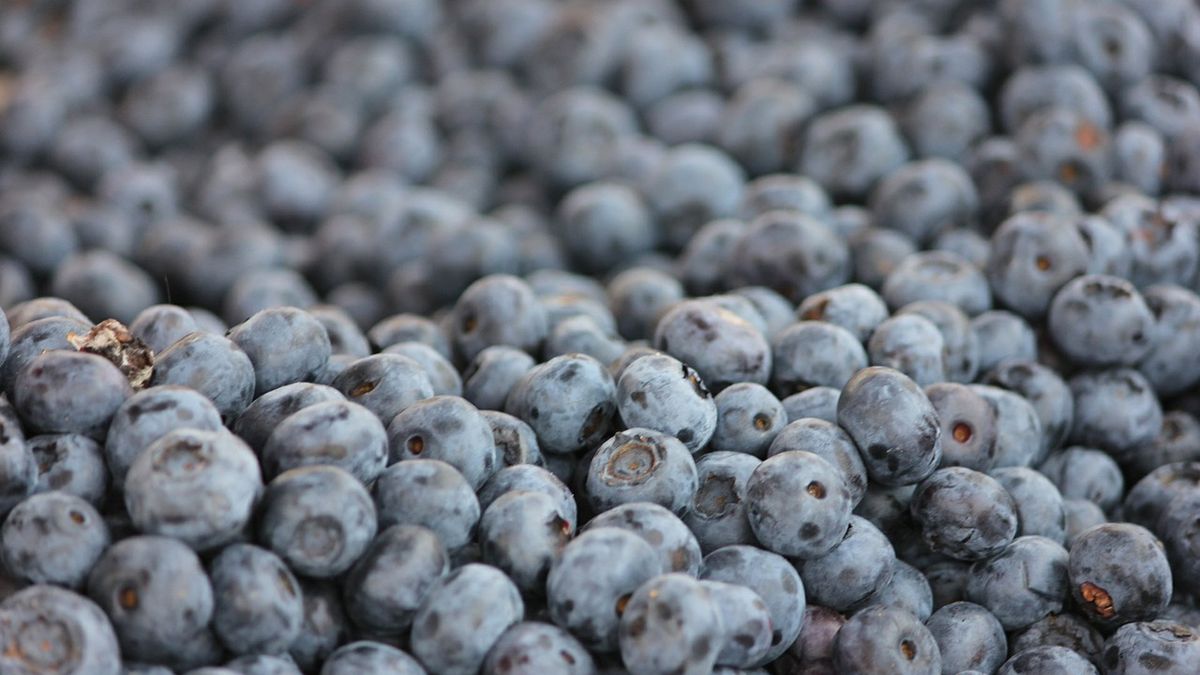 Anglicy, Holendrzy i Niemcy zajadają się amerykańskimi borówkami z Polski