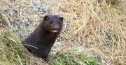 Dania. Martwe norki "wychodzą" z ziemi. "Przyjdą po was"