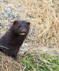 Dania. Martwe norki "wychodzą" z ziemi. "Przyjdą po was"