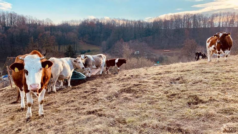 Świdnica. Spór o stado kóz i krów. DIOZ "znęcał się" nad zwierzętami, dając im niemal nieograniczoną wolność
