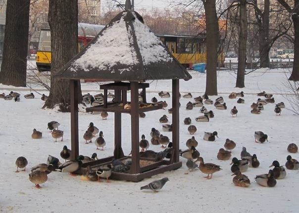 Zimowe rozwiązanie dla kaczek i łabędzi. "W Warszawie działają ptasie stołówki"