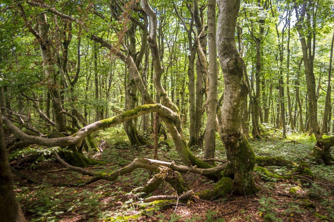 Bieszczady. Bukowe lasy na liście Światowego Dziedzictwa UNESCO