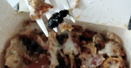 Lublin: Zamówiła jedzenie z restauracji z dowozem do domu. W środku był owad