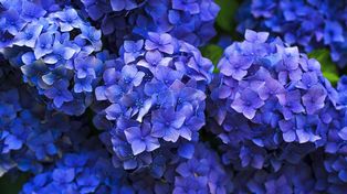 Krzewy ugną się od kwiatów. Bardzo prosty trik ogrodników na hortensje