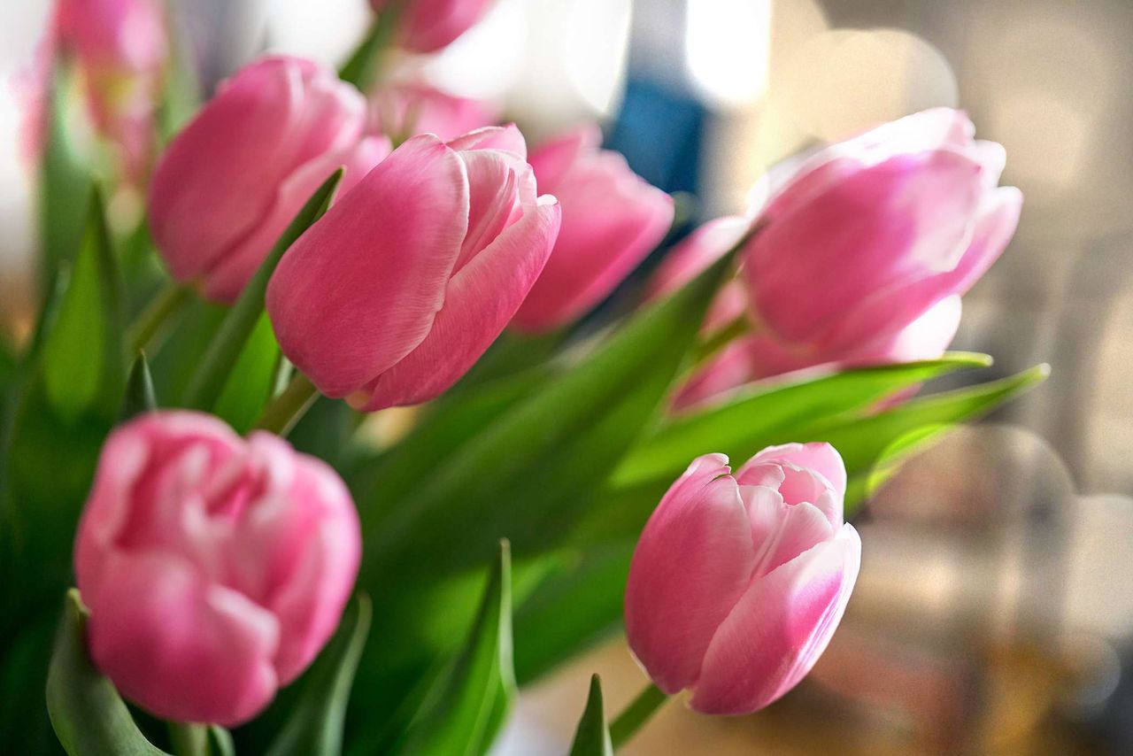Tulipany są piękne, kolorowe i jadalne. Co można z nich przyrządzić?