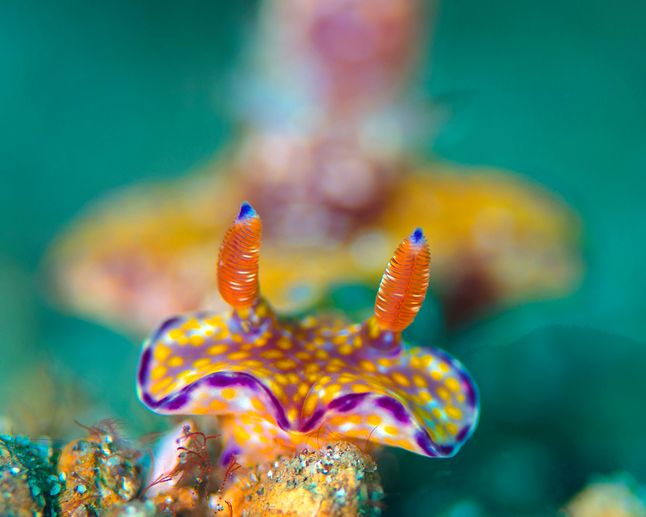 Ceratosoma tenue