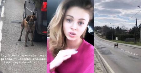 Joanna Opozda świadkiem PORZUCENIA psa: "Biegał pośrodku jezdni, szukając właściciela. Przestraszony i zdezorientowany"