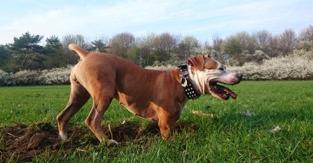 Amstaff odgryzł właścicielowi głowę. Makabra w Końskich
