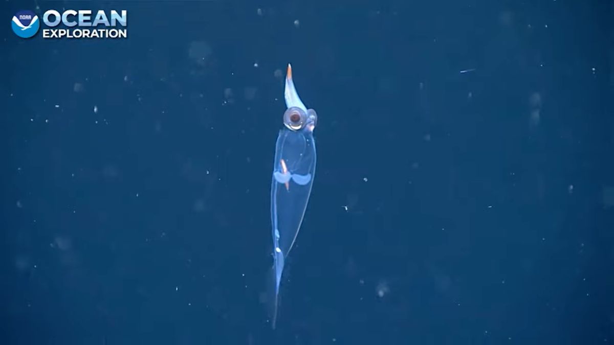 Przezroczysta kałamarnica dostrzeżona w wodach Alaski.