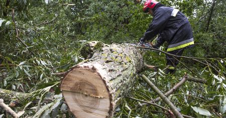 Powalone drzewa i uszkodzone dachy. Halny pędził 176 km/h