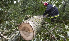 Powalone drzewa i uszkodzone dachy. Halny pędził 176 km/h