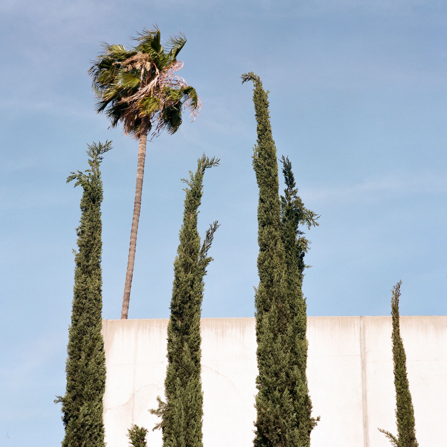 “A Tree Grows In…” to projekt kalifornijskiej fotografki. który przedstawia rośliny w nietypowych miejscach 15