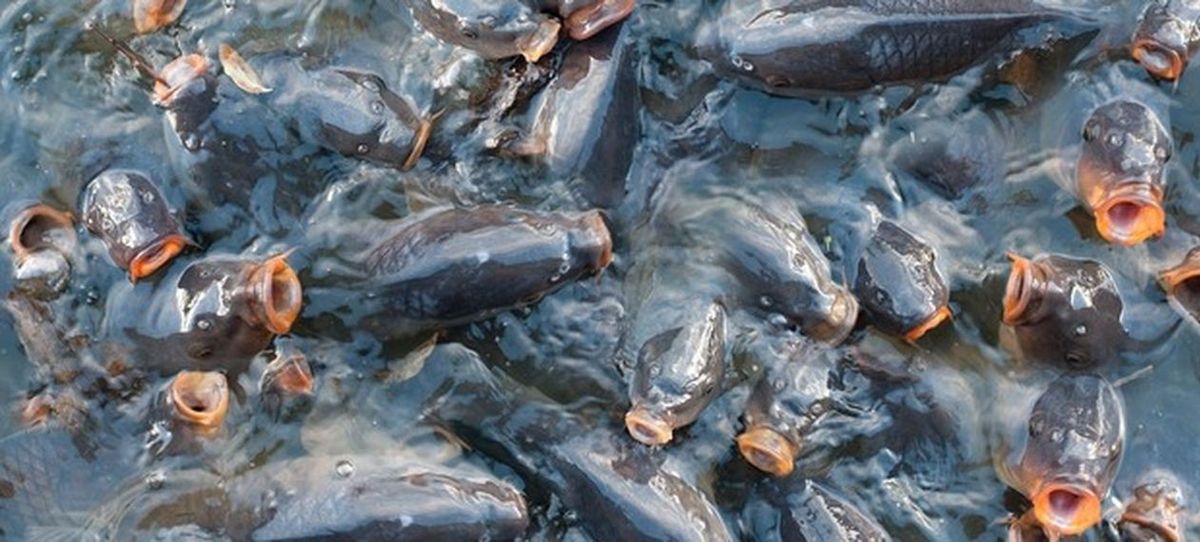 Kupujesz żywe karpie? Sąd Najwyższy wydał wyrok ws. transportu i przetrzymywania ryb
